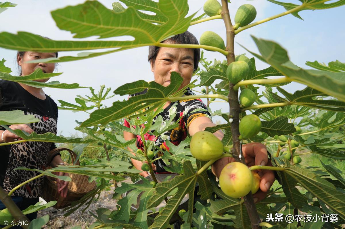 四肖四码中特期期准-精选解析与落实的详细结果